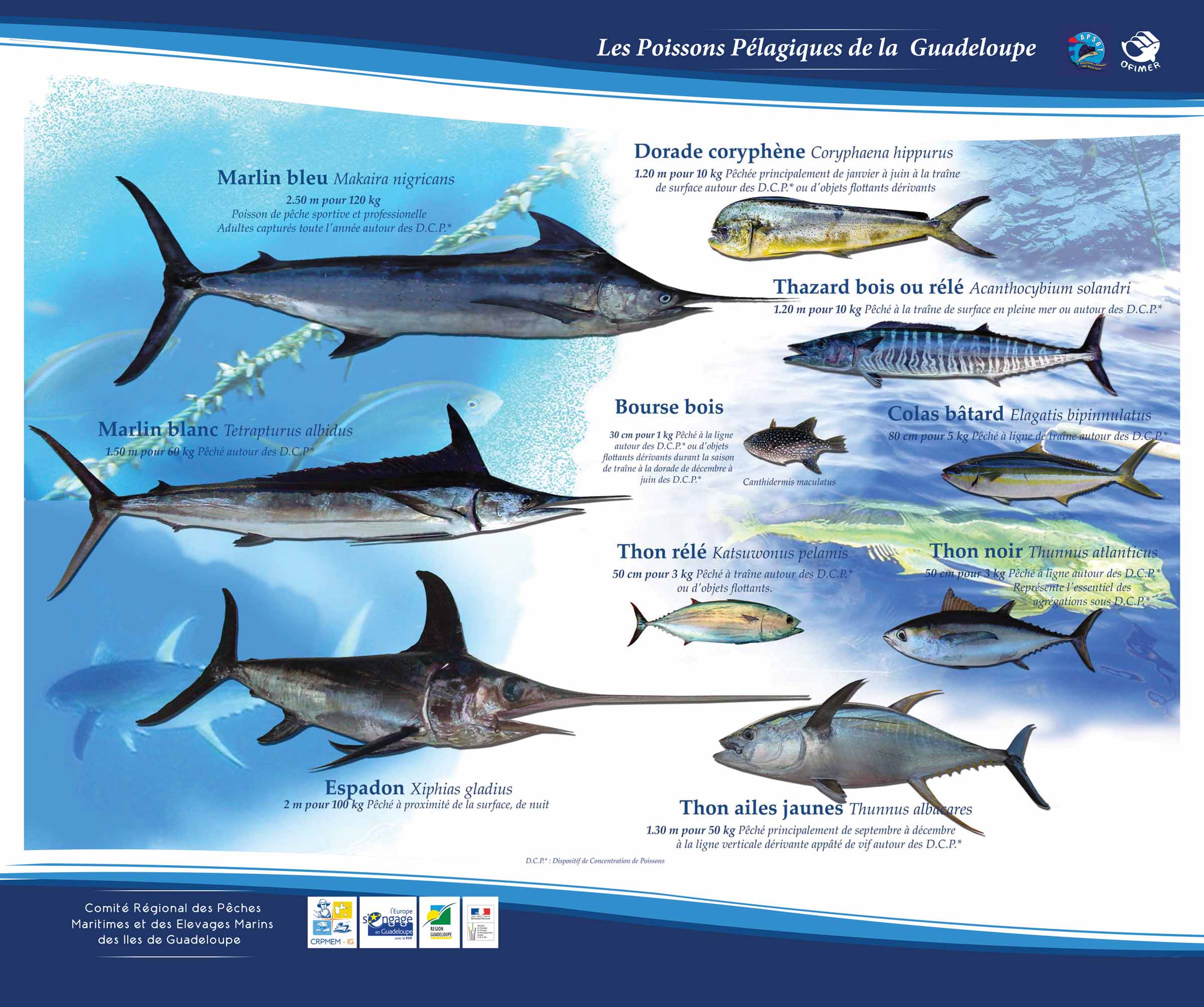 MAGASIN DE PLONGEE ET DE CHASSE SOUS MARINE GUADELOUPE — free download